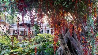 Tree Lodge Mauritius Villa - Argy - 8