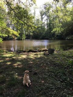 Charmant havre de paix à la campagne - 8