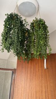 Lwr Ormeau Guest House - Belfast - 9