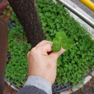A Four Leaf Clover House - 3