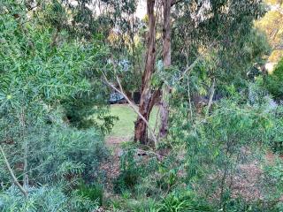 Tree Top Getaway - Anglesea - 3