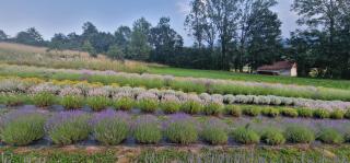 Lavanda Carasova - 1