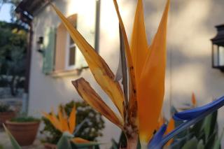 Maison Les Marres St-Tropez / Ramatuelle - Saint-Tropez - 9