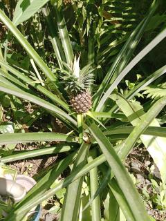 Sunrise coconut House - 8