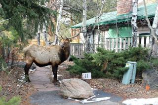 Sunnyside Knoll- 1 studio - Estes Park - 2