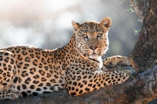 Okonjima Plains Camp - Otjiwarongo - 9