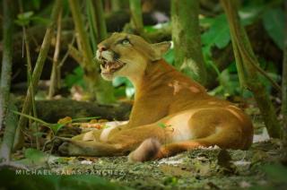 Cabina Corcovado Gittana Tours - Drake - 1