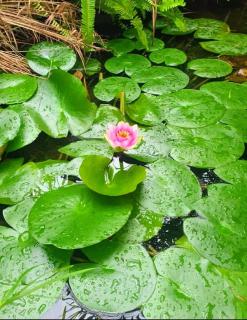 La Bohéme Gastehuis - 3