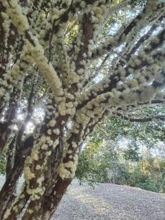 Pousada dos Olivais - 3