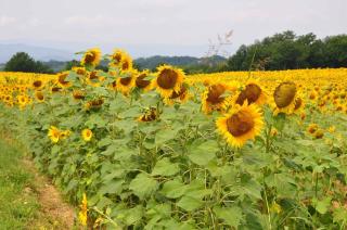 Holiday home in Vicchio - Toskana 27442 - Vicchio - 7