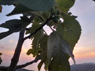 L'Aia - San Mauro Cilento - 9