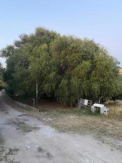 Casa Olea - Sorso - 7