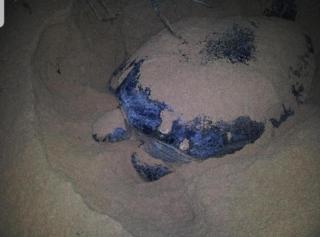 Soma Residence & Cabana's - 5