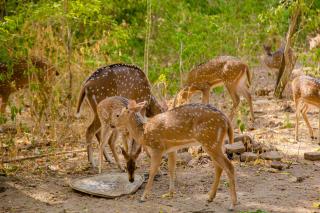 Nehansa Resort and safari - 6