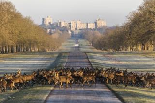 Perfect Location, 1 Bedroom APT, Castle, Legoland - 7