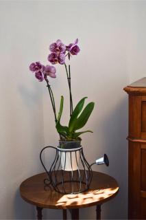 IL GINEPRO B&B - Piamaggio - 7