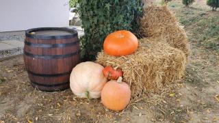 Holiday home Vinovilla - Kutjevo - 7