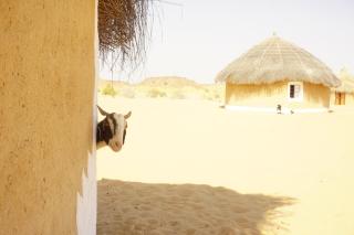 Mala Ki Dhani - Jaisalmer - 0