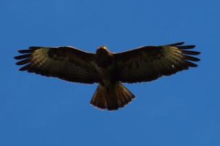 mill house steading overlooking the sea and mull - 5