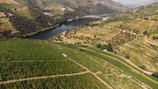 Quinta Dona Matilde - Peso da Régua - 5