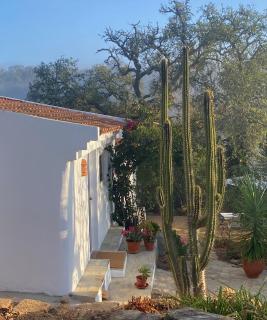 Três Figos - São Luis - 2
