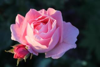 B&B Welgelegen - Workum - 8