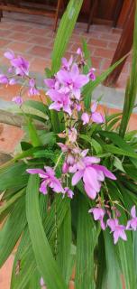 Ba Linh Homestay - Vĩnh Long - 6