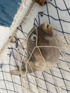 Maison pour 4 personnes 4HAM15 - 4