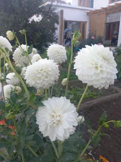 gultuk home stay - Leh - 6