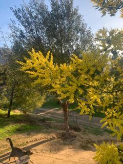 Los Quillayes - Melipilla - 8