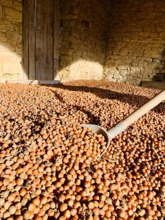 Cascina Villa - Casa di campagna tra le nocciole - Levice - 4