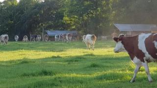 Glamping des 2 Marguerites - Bazoches-au-Houlme - 7