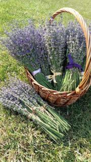 Grădina Magică a Lavandei Glamping - Urlaţi - 7