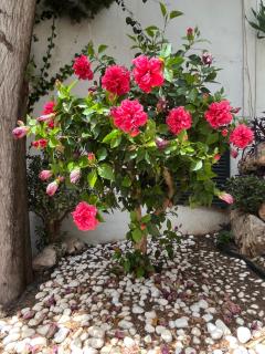 Ideal 2 bed 2 bath - Pueblo Evita - Benalmádena - 3