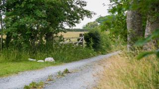 Brithdir Mawr - Bangor - 9
