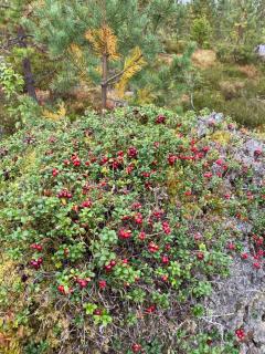 Lomanaamanka Villa Kanerva - Syöte - 5