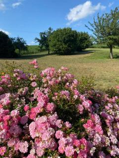 La Detourbe holiday Gite - 4