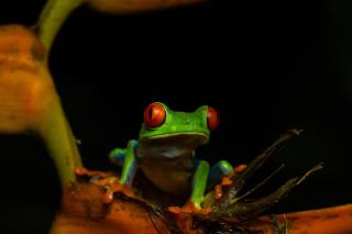 Cecropia Ecolodge - 5