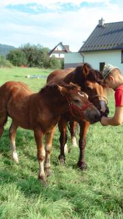 Noclegi i Agroturystyka Dorota Rusnak - Poręba Wielka - 6