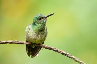 Cecropia Ecolodge - 8