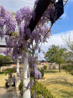 Apple and Rose - Belfast - 8