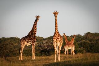 Fort D'Acre - Port Alfred - 2