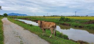 Paddy Farm Cottage 鄉田民宿 (Full Aircon + Karaoke) - Alor Setar - 4