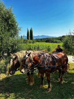 Agriturismo Gli Archi - Fauglia - 2