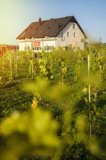 Winnica Strzegocice - - 2