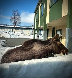 The Kenai Inn - Kenai - 7