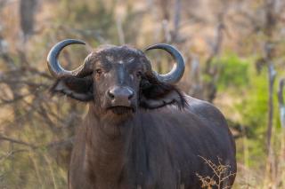 Tomo Safari Lodge - Hoedspruit - 5