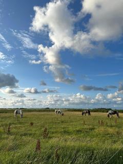 De Bunders Texel - De Cocksdorp - 5