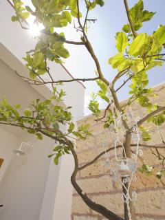 B&B Virò - Campi Salentina - 9