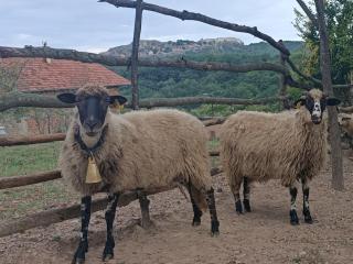 CHEZ Marthe, Organic Farm stay - Knin - 1
